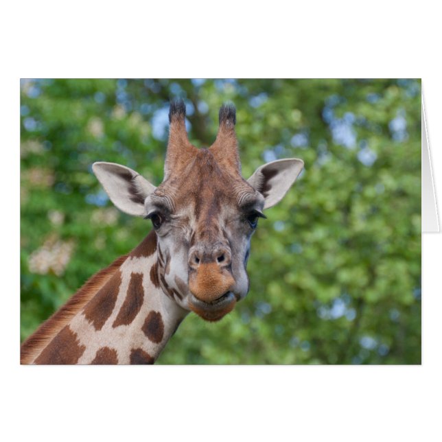 Cartão Sweet Curios Giraffe (Frente horizontal)