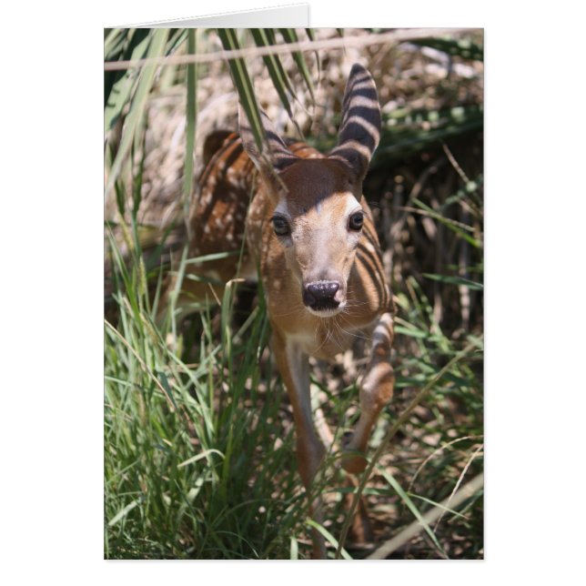 Cartão Sweet Fawn (Frente)
