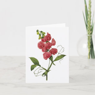 Cartão Sweet Pea Watercolor Blank Note Card