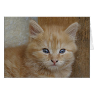 Cartão Sweet Red Tabby Tomcat Kitten