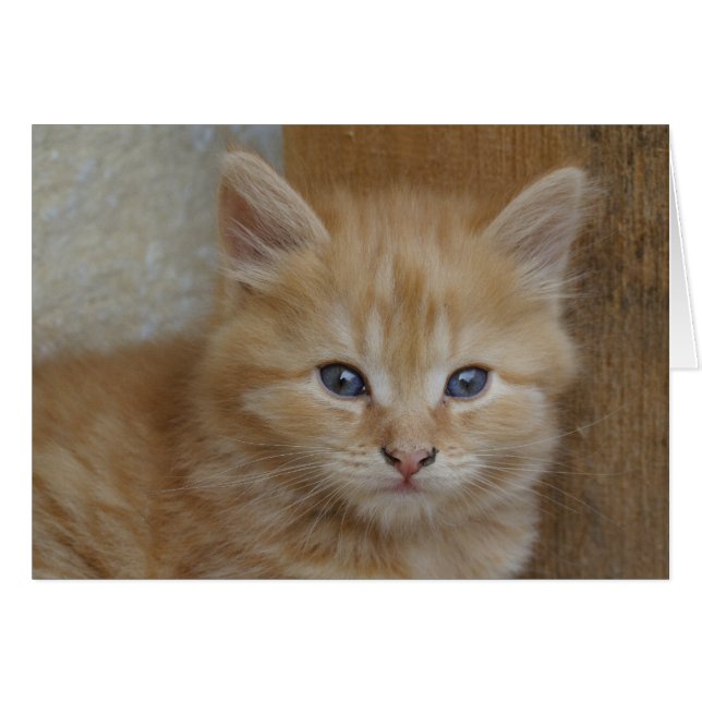 Cartão Sweet Red Tabby Tomcat Kitten (Frente Horizontal)