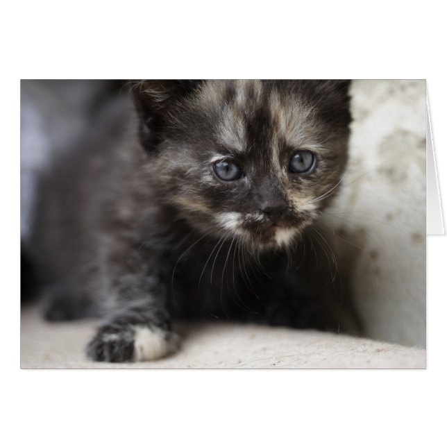 Cartão Sweet Shy TortoisesInferno Baby (Frente horizontal)