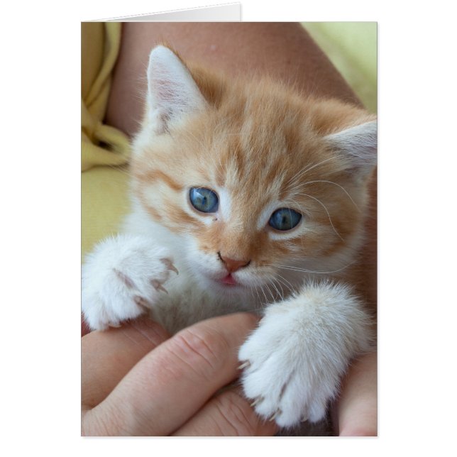 Cartão Sweet Tabby Baby (Frente)