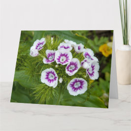 Cartão Sweet William Flower