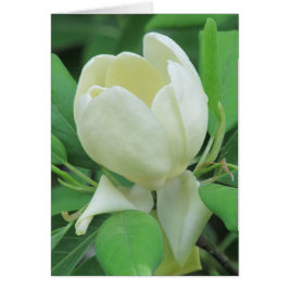 Cartão Sweetbay Magnolia