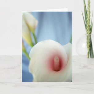 Cartão Swirl White Calla Lily