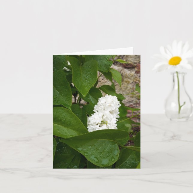 Cartão Syringa, Flor Lilac Branco com Colírio (Planta pequena)