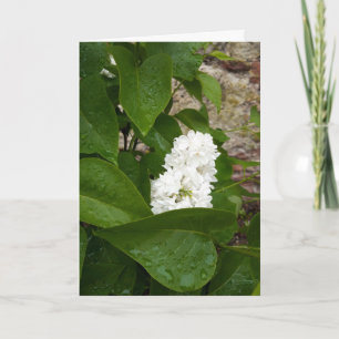 Cartão Syringa , White Lilac Flower with Raindrops