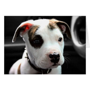 Cartão T-Osso do pitbull do filhote de cachorro