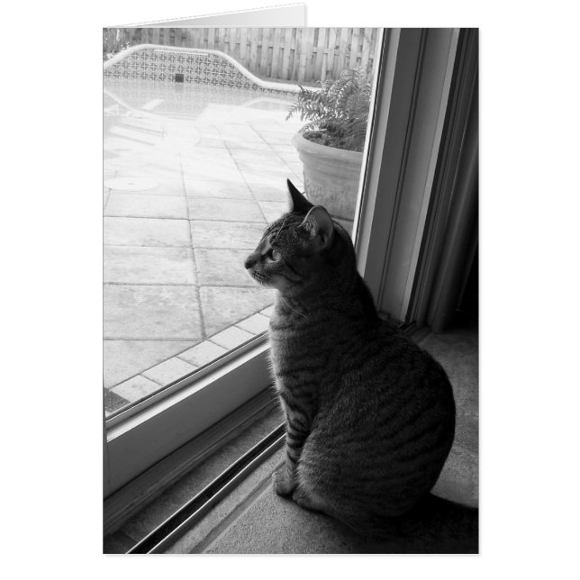 Cartão Tabby (Frente)