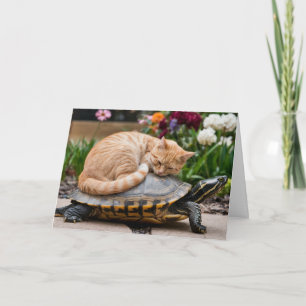Cartão Tabby and Turtle Folheto