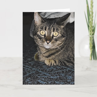 Cartão Tabby Cat