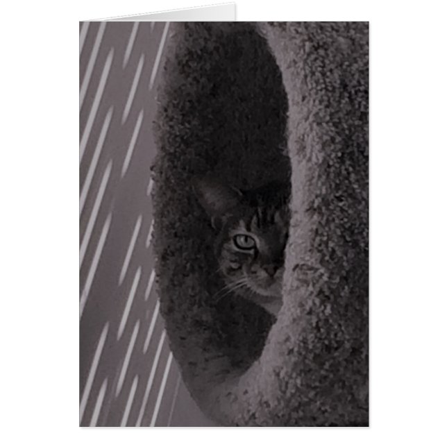 Cartão Tabby Cat (Frente)