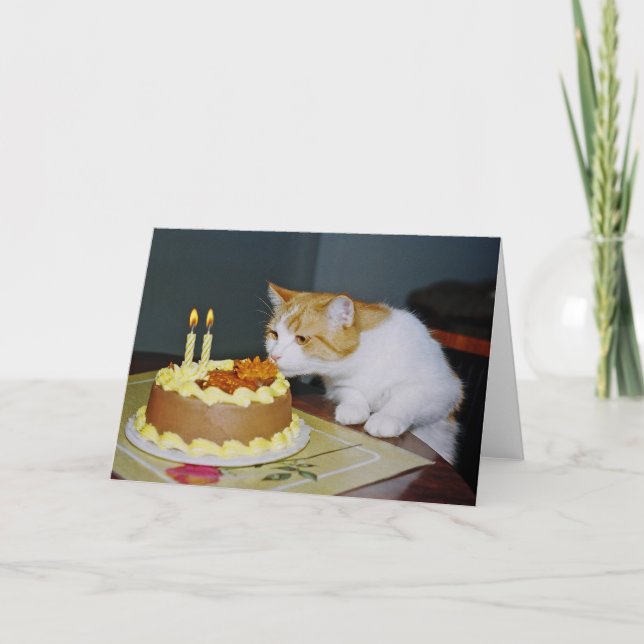 Cartão Tabby Cat Birthday (Frente)