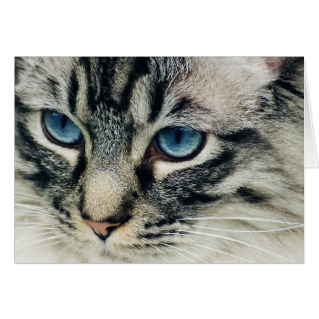 Cartão Tabby Cat com Olhos Azuis Fechados (Frente Horizontal)