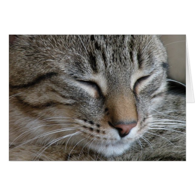 Cartão Tabby Cat Note Card (Frente horizontal)