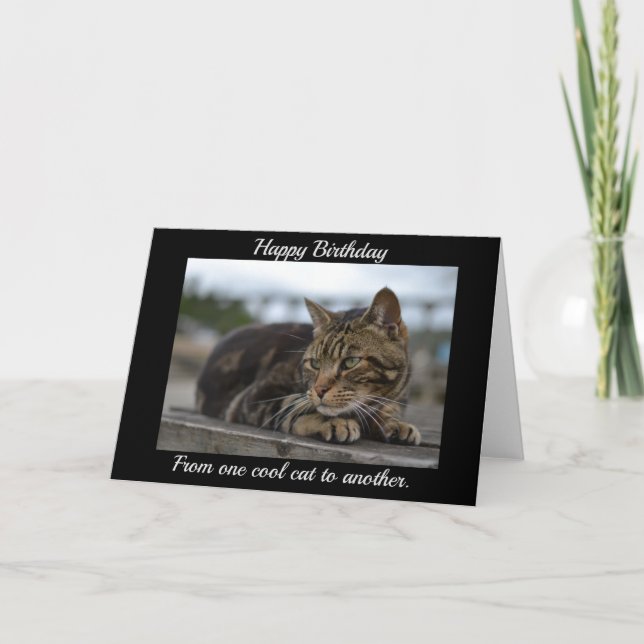 Cartão Tabby cat pronto para ação (Frente)