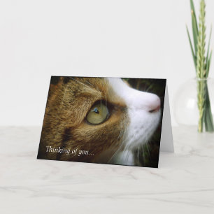 Cartão Tabby Cat - Thinking Of You Card
