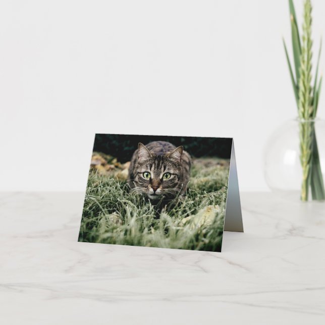 Cartão Tabby, Gato Doméstico (Frente)