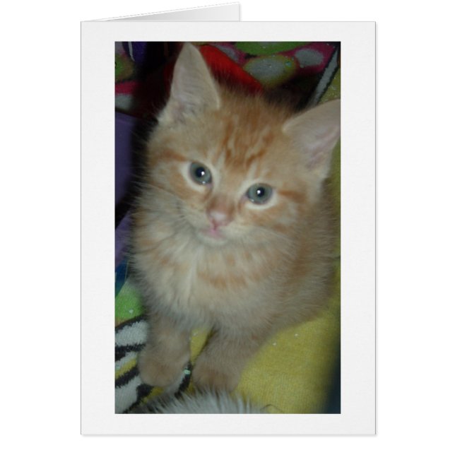 Cartão Tabby Love (Frente)