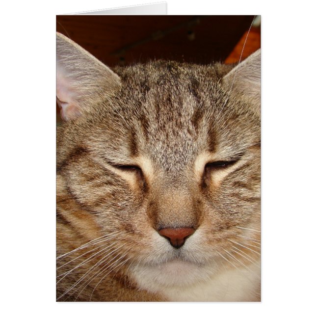 Cartão Tabby Tiger Cat (Frente)