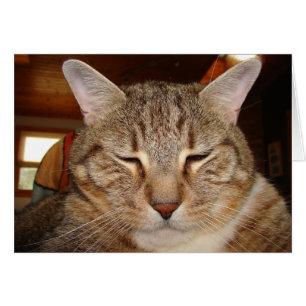 Cartão Tabby Tiger Cat