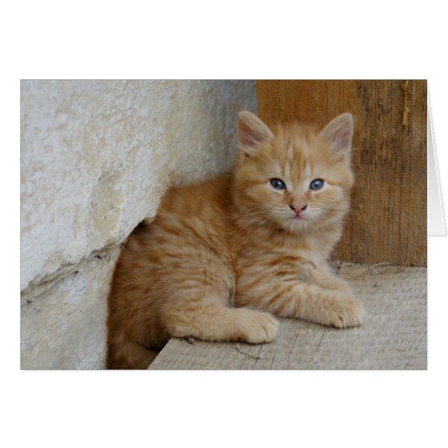 Cartão Tabby Tomcat Kitten (Frente Horizontal)