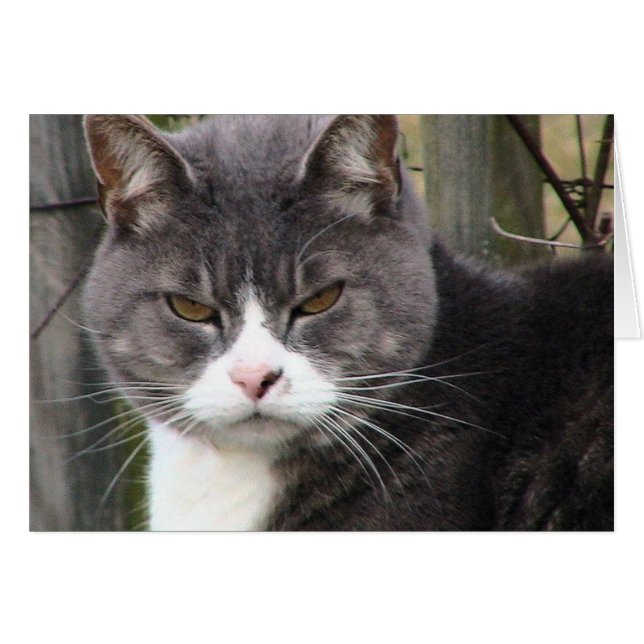 Cartão Tabuleiro de gordura GRUMPY (Frente Horizontal)