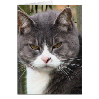 Cartão Tabuleiro de gordura GRUMPY