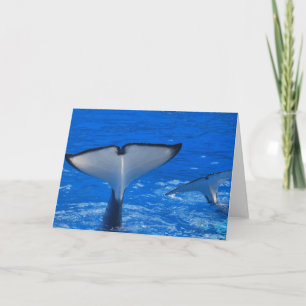 Cartão Tail of a Whale Greeting Card