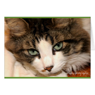 Cartão taj, glorydaysphotography