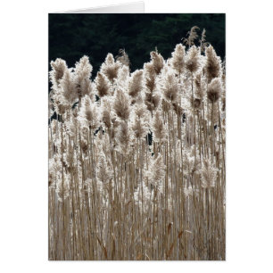 Cartão Tall Grass