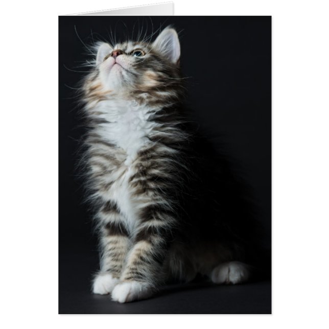 Cartão Tall Tabby (Frente)