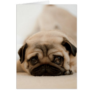 Cartão Tan Female Pug