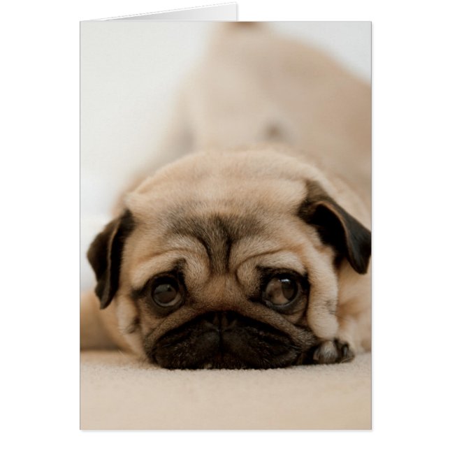 Cartão Tan Female Pug (Frente)
