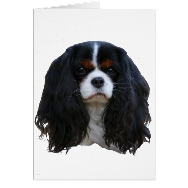 Cartão Tansy (Frente)