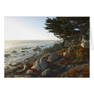 Cartão Tarde da queda no Pacífico