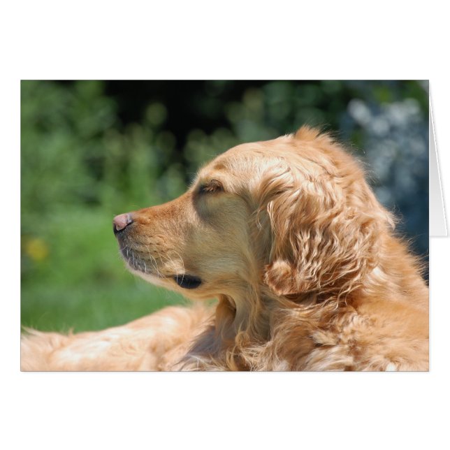 Cartão Tarde preguiçosa no Sol (Frente Horizontal)