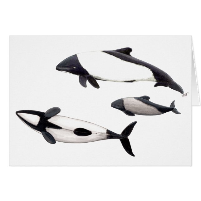 Cartão Tarjeta Delfin de Commerson o tonina ovejera (Frente Horizontal)