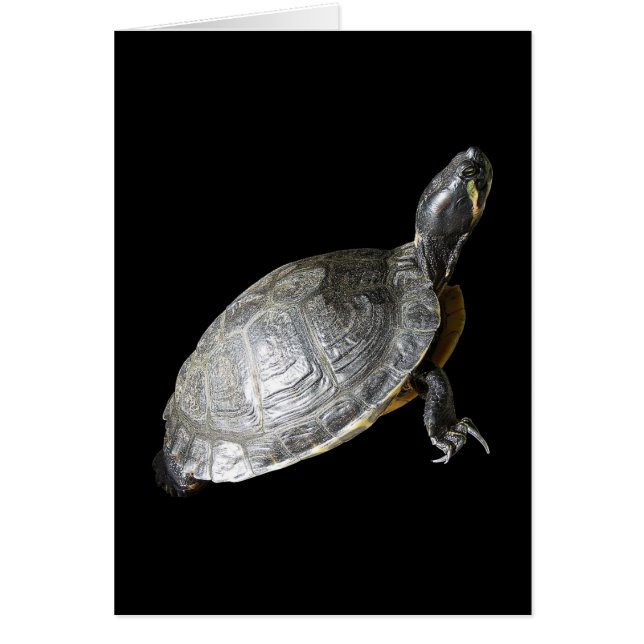 Cartão Tartaruga (Frente)