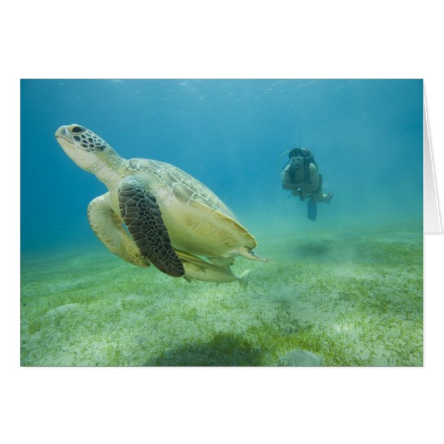 Cartão Tartaruga (Frente Horizontal)