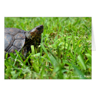 Cartão tartaruga de madeira ornamentado que olha direita