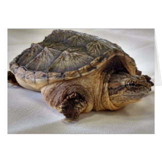 Cartão Tartaruga de Snapshot de Alligator