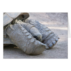 Cartão Tartaruga de Sulcata