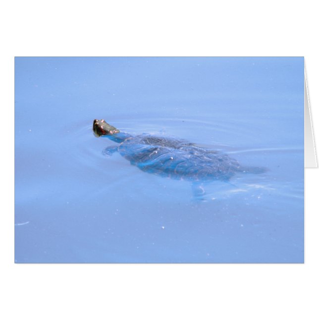 Cartão Tartaruga Em Pond (Frente Horizontal)