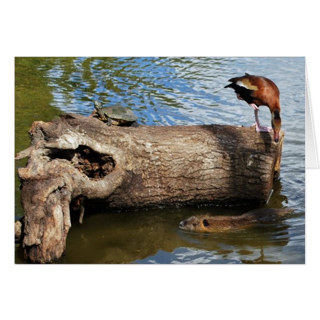 Cartão Tartaruga, Pato e Nutria (Frente horizontal)