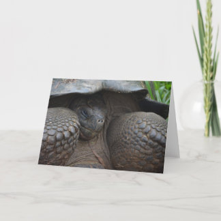 Cartão Tartaruga tímida de Galápagos