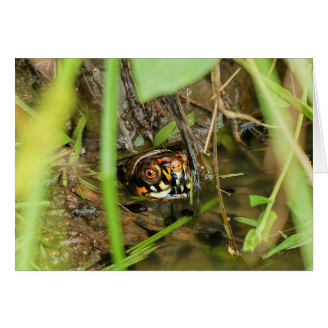 Cartão Tartarugas e girinos (Frente Horizontal)