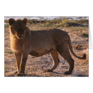 Cartão Tau, Leão, Foto