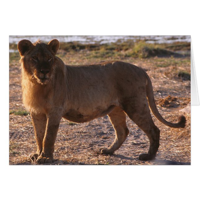 Cartão Tau, Leão, Foto (Frente Horizontal)